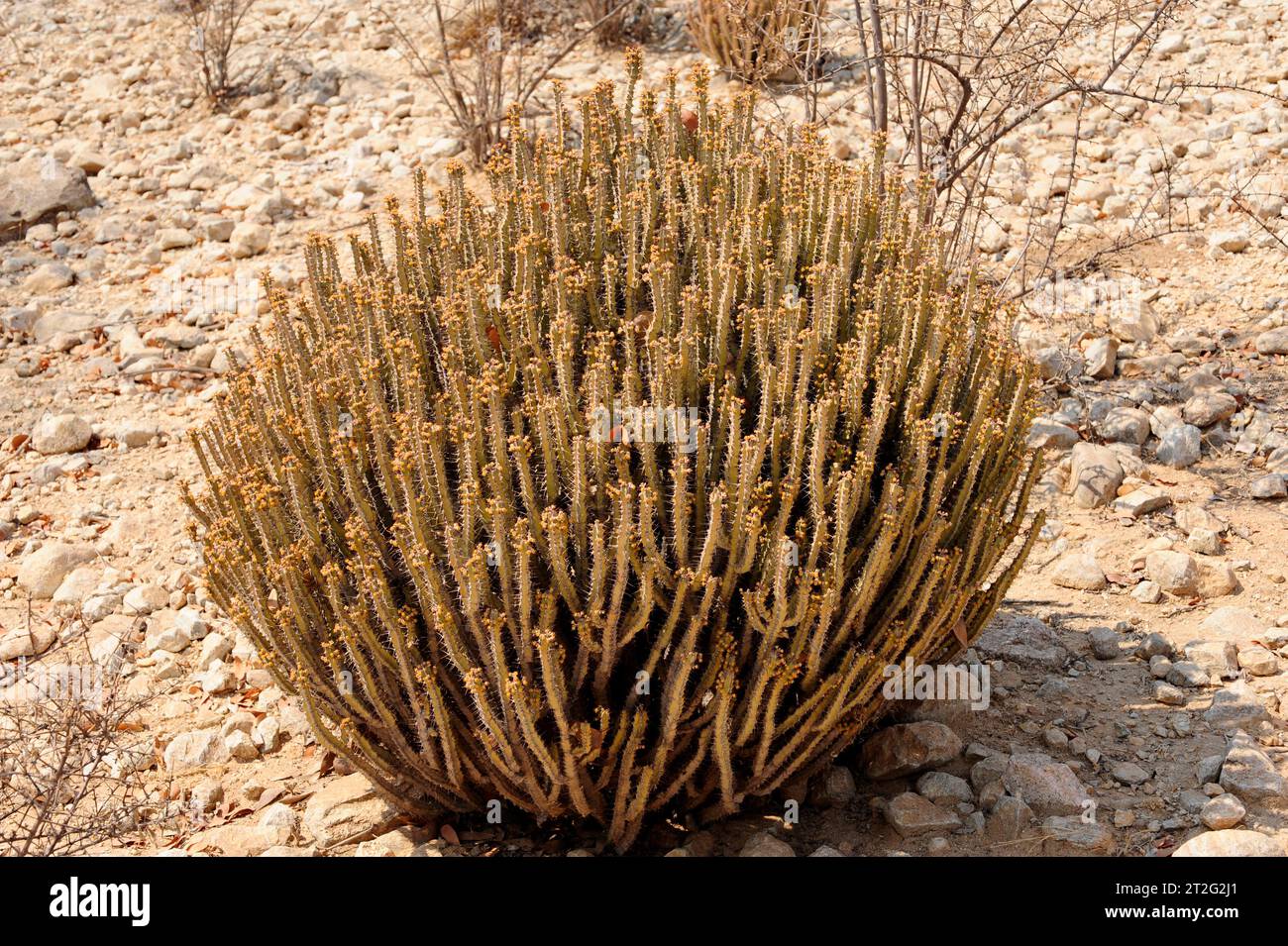 Poison tree or gifboom (Euphorbia virosa) is a succulent shrub native