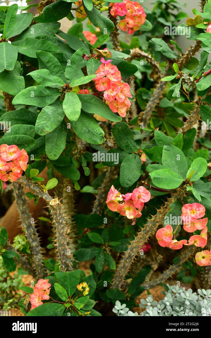 Euphorbia X lomi is a hybrid plant betwween Euphorbia milii and Euphorbia lophogona. Flowered plant. Stock Photo