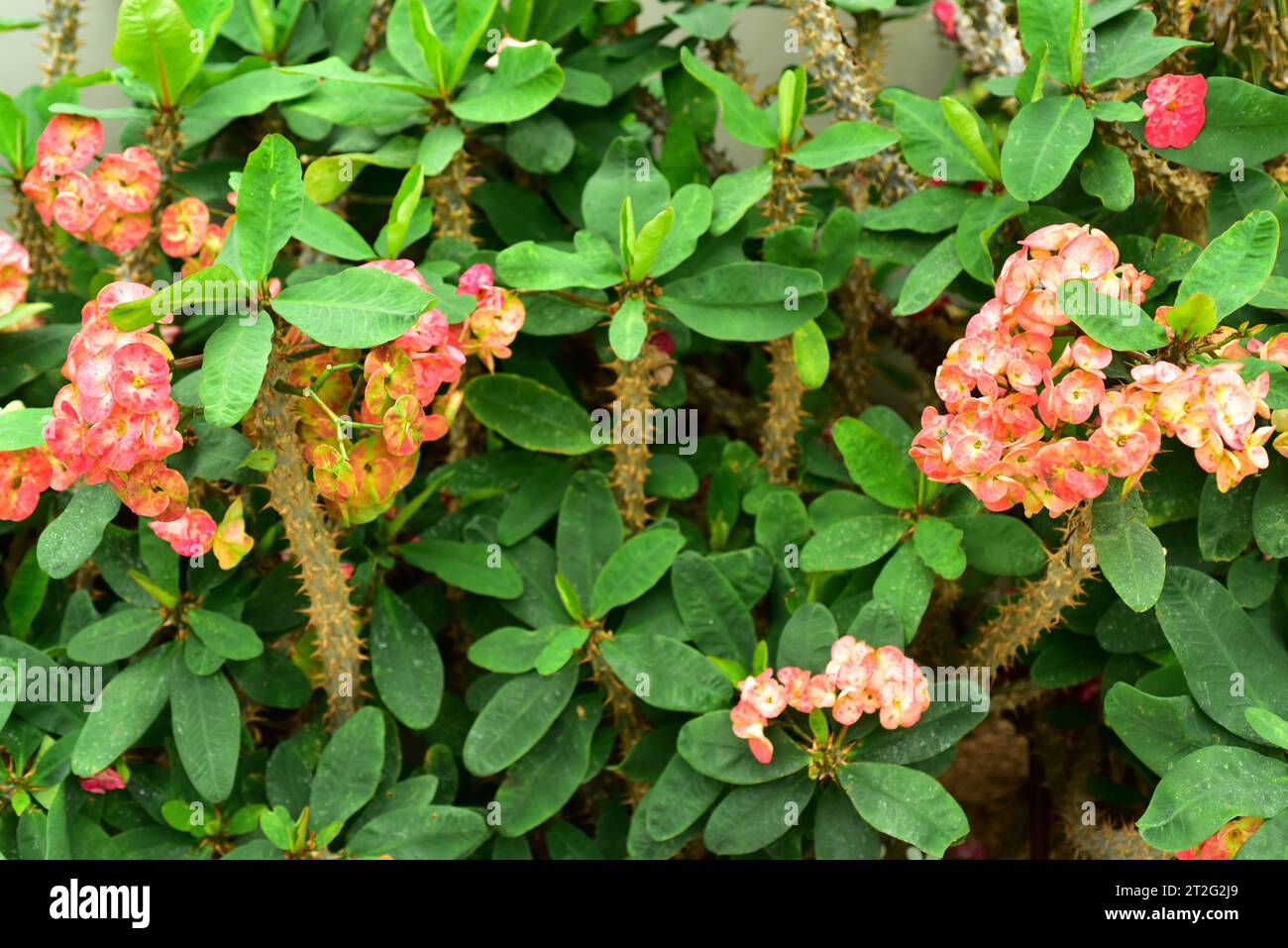 Euphorbia X lomi is a hybrid plant betwween Euphorbia milii and Euphorbia lophogona. Flowered plant. Stock Photo