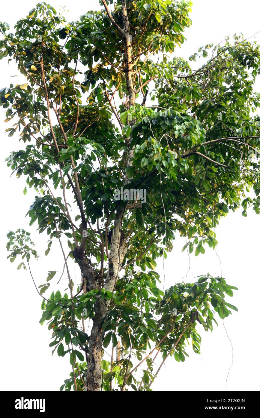 Hevea spruceana is an evergreen tree native to Amazon basin. This photo was taken in Manaus, Brazil. Stock Photo