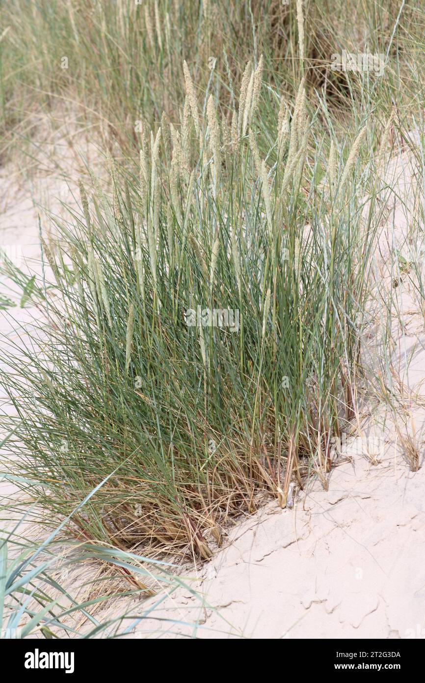 Marram Grass (Ammophila arenaria) on a sand dune Stock Photo
