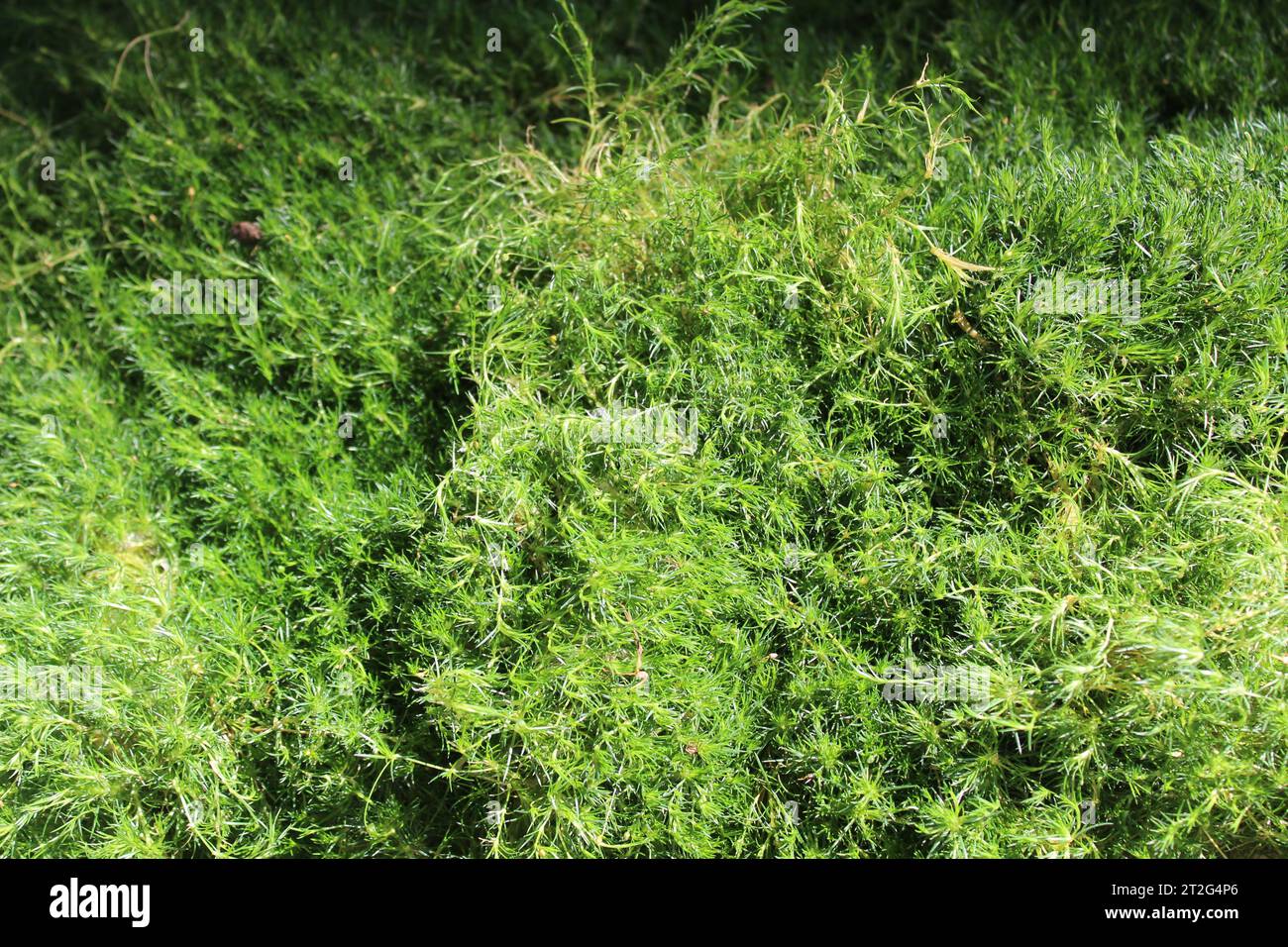 heath pearlwort in the autumn in the garden Stock Photo