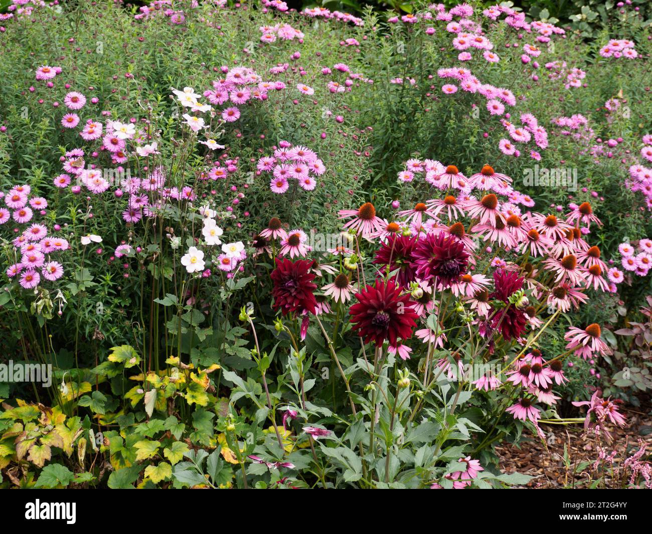 Border plants at Breezy Knees Gardens near York Stock Photo