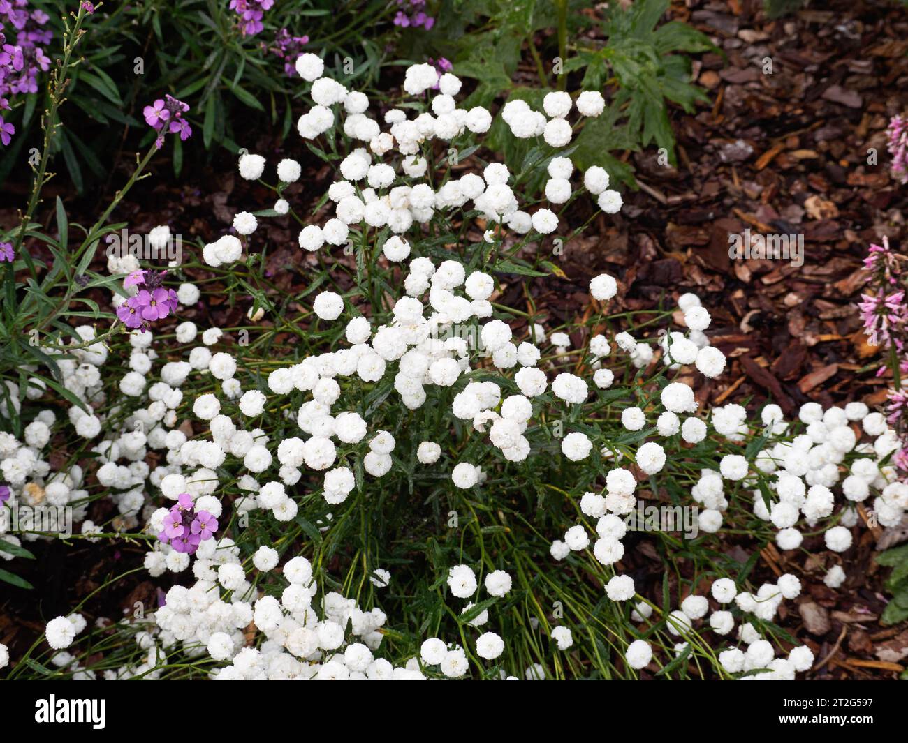 Achillea ptarmica 'The Pearl' sneezewort Stock Photo