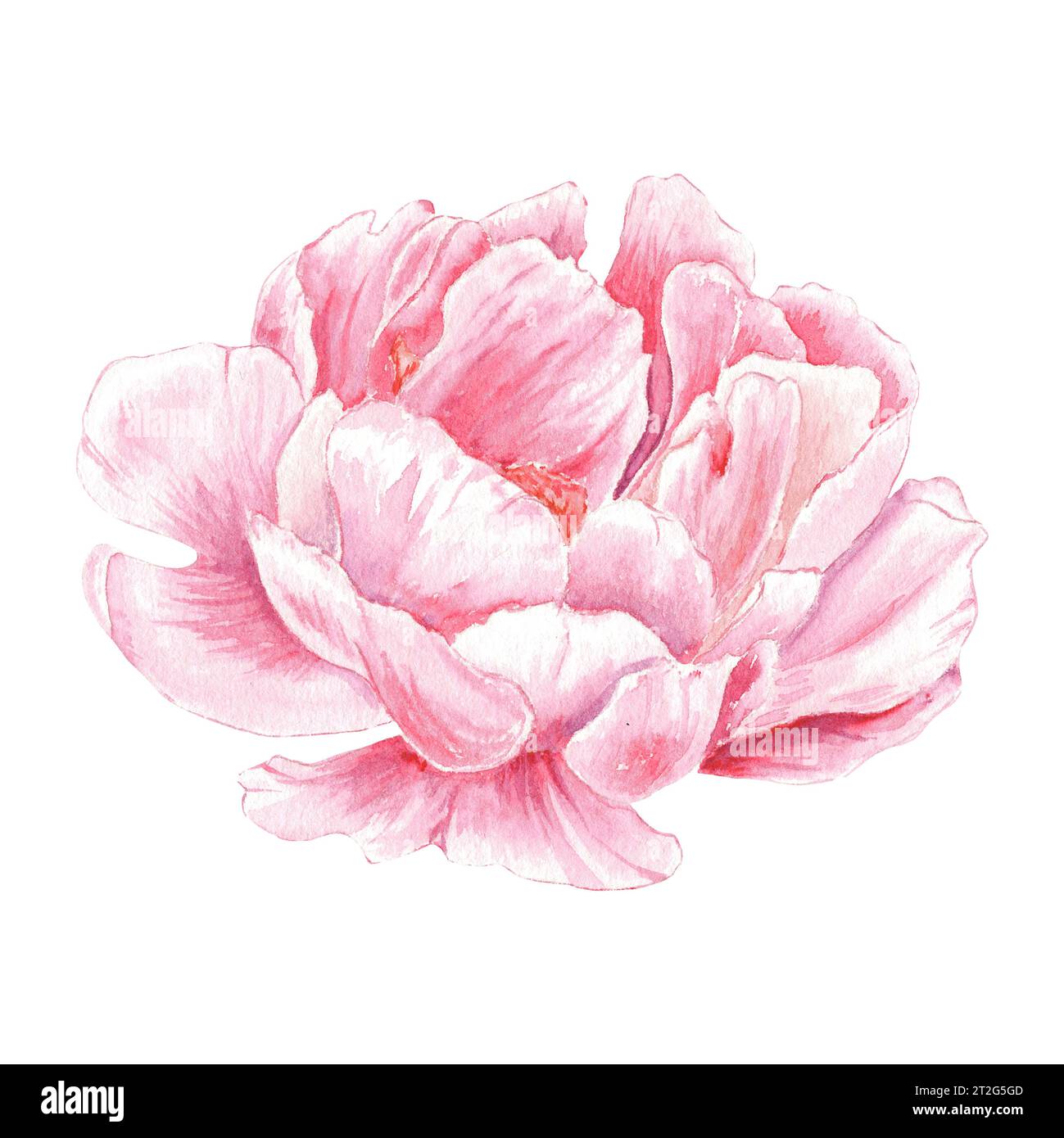 Watercolor peony flower hand drawn in the botanical style for use in ...