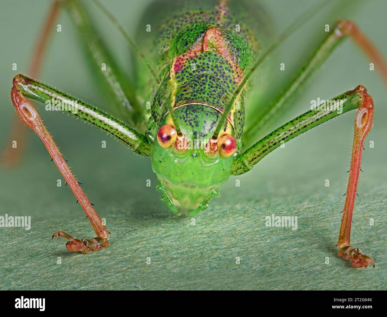 Macro closeup of the Speckled bush-cricket (leptophyes punctatissima) Stock Photo