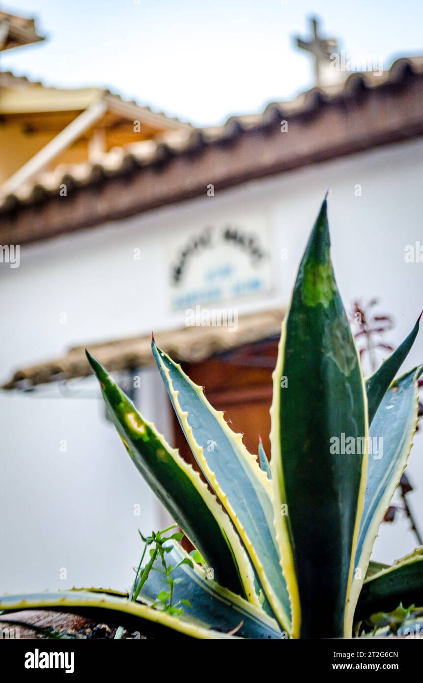 Cactus Plant with a White Traditional Chapel Entrance and a Cross on ...