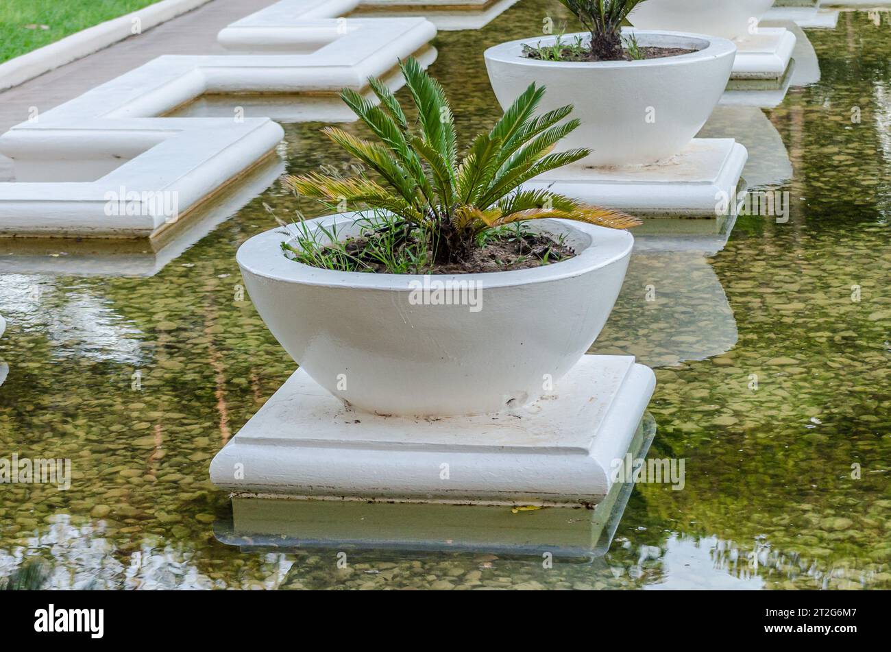 White Stone Palm Trees Pots in a Pool Formed by a Fountain. Small Palm