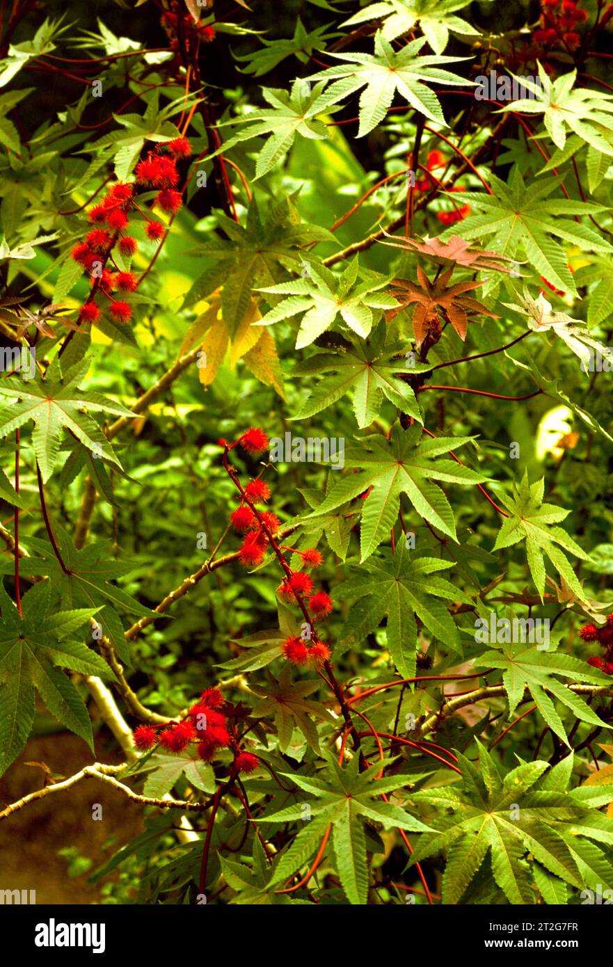 Green ricinus communis plant hi-res stock photography and images - Alamy