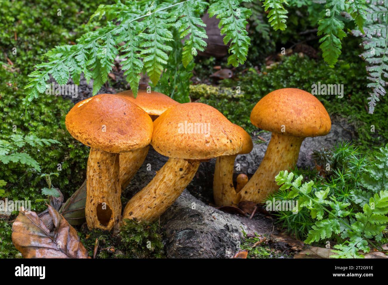 Spectacular rustgill / laughing gym mushroom (Gymnopilus junonius
