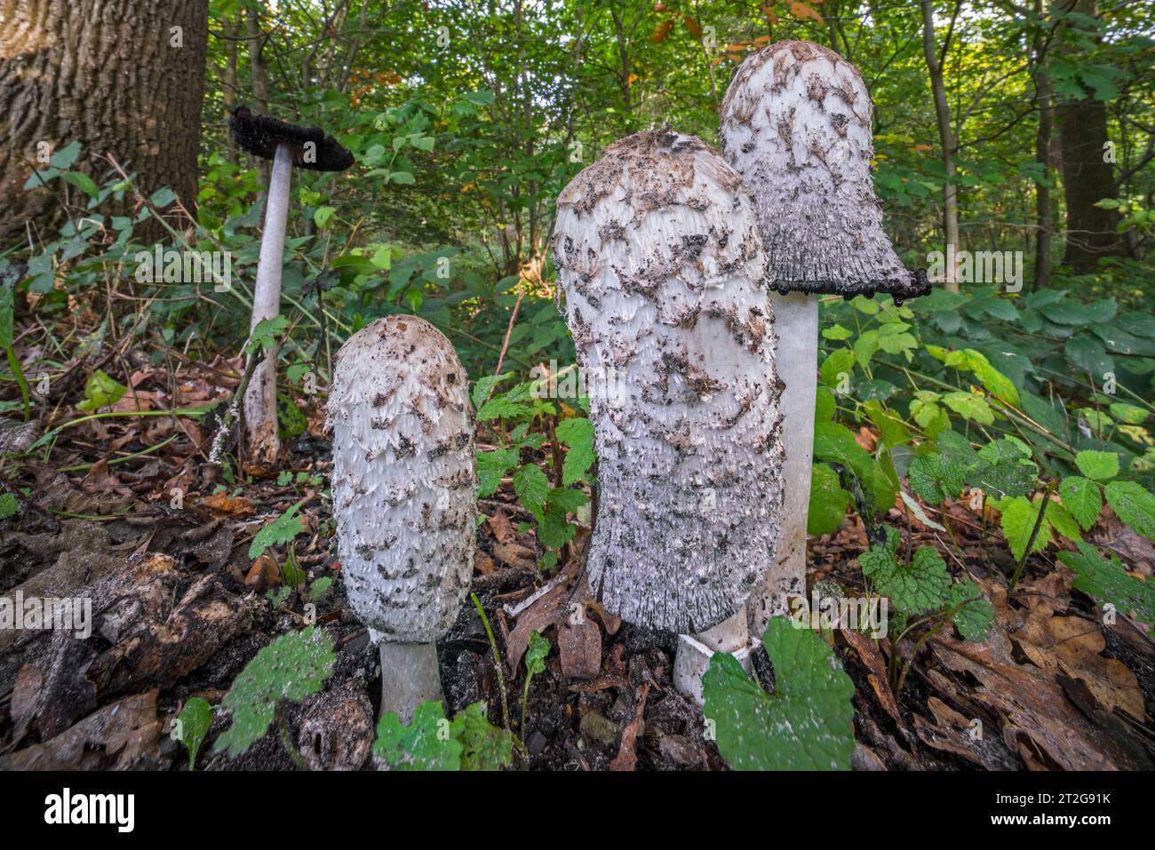 Shaggy ink cap / lawyer's wig / shaggy mane (Coprinus comatus) showing different growth stages in forest in autumn / fall Stock Photo