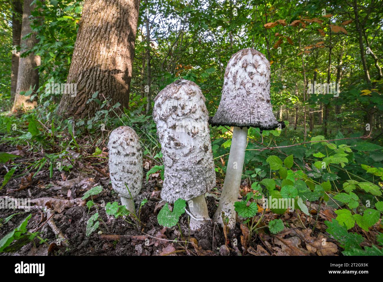 Shaggy ink cap / lawyer's wig / shaggy mane (Coprinus comatus) showing different growth stages in forest in autumn / fall Stock Photo