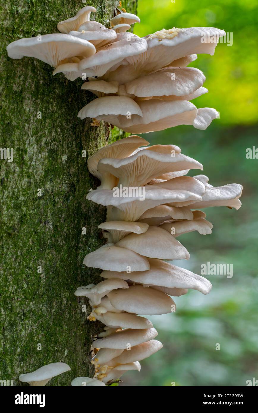 Indian oyster / Italian oyster / phoenix mushrooms / lung oyster (Pleurotus pulmonarius) fungi on broadleaf tree trunk in forest in autumn / fall Stock Photo
