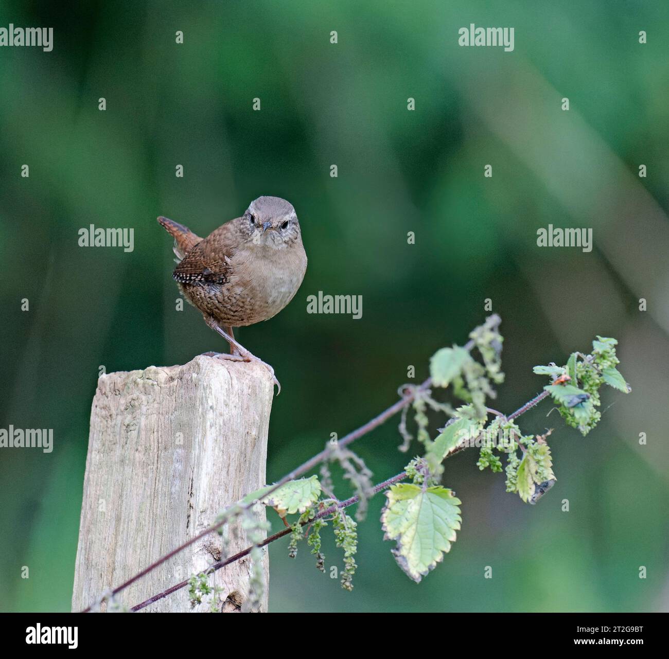 Wren, Troglodytidae Stock Photo
