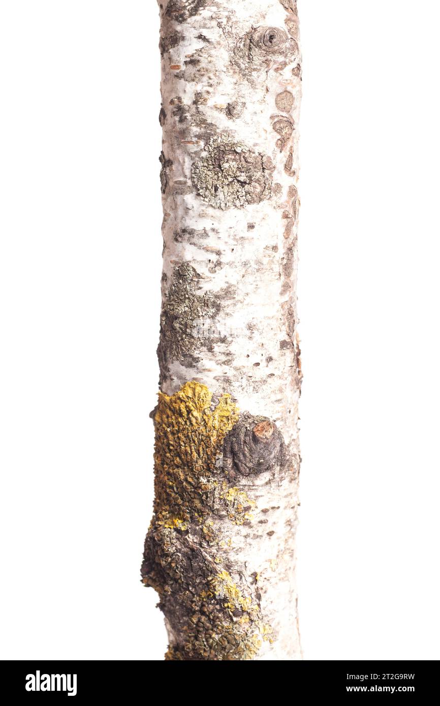 Birch tree trunk isolated on white background. Stock Photo