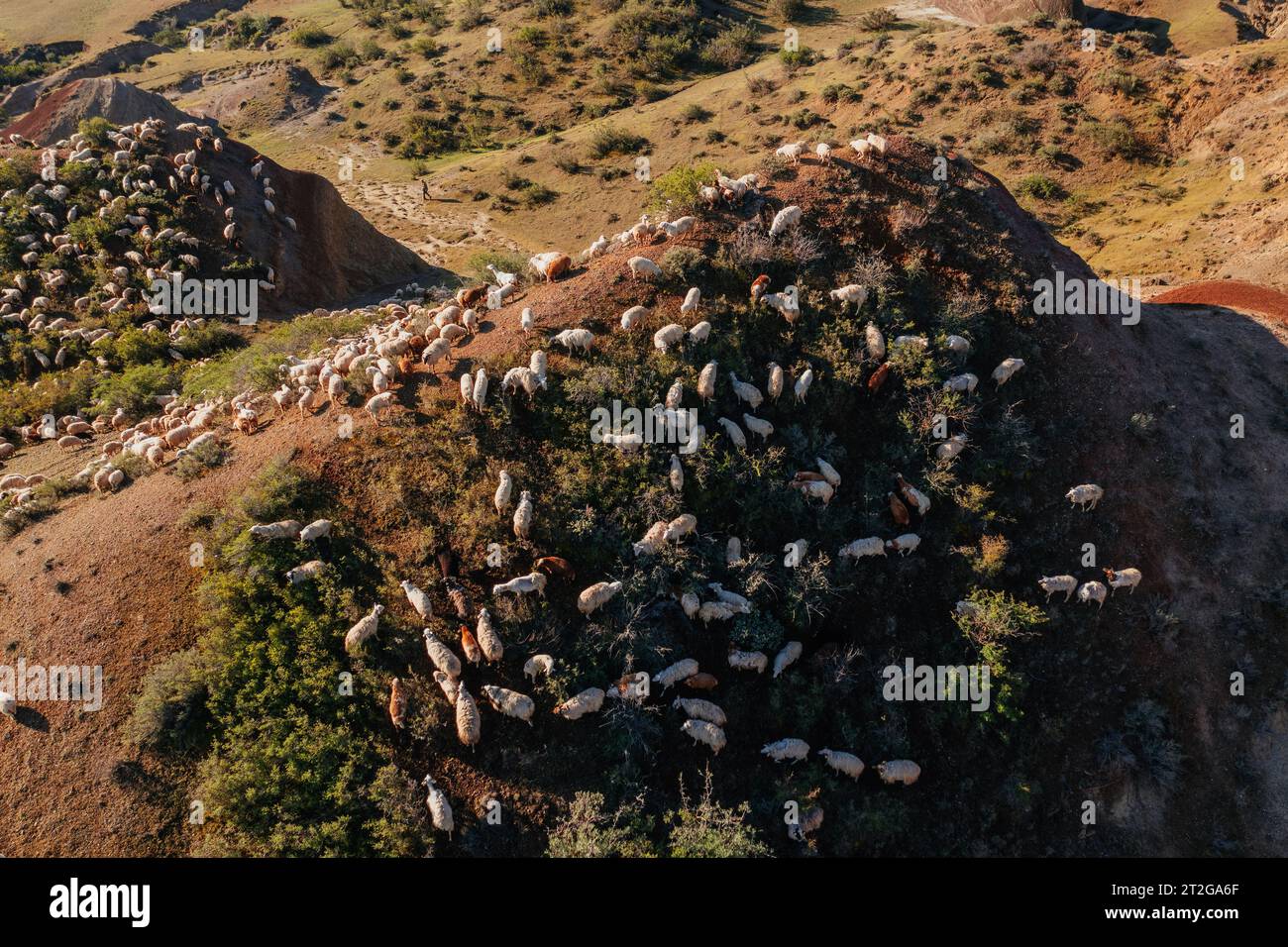 Flock of sheep grazing at pasture on mountains, drone aerial view. Stock Photo