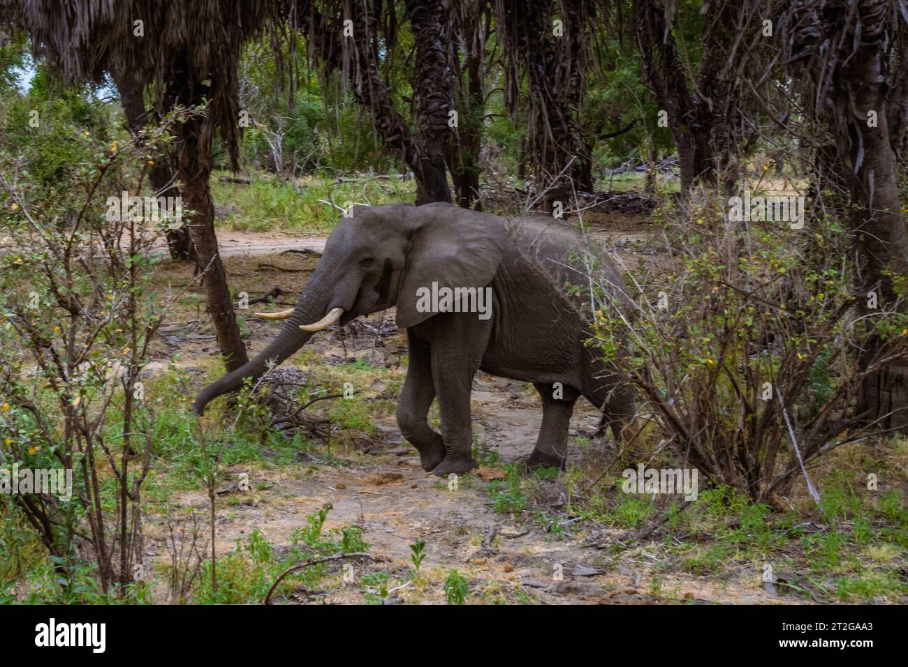 Elephant in the wild in Selous Game Reserve in Tanzania Stock Photo