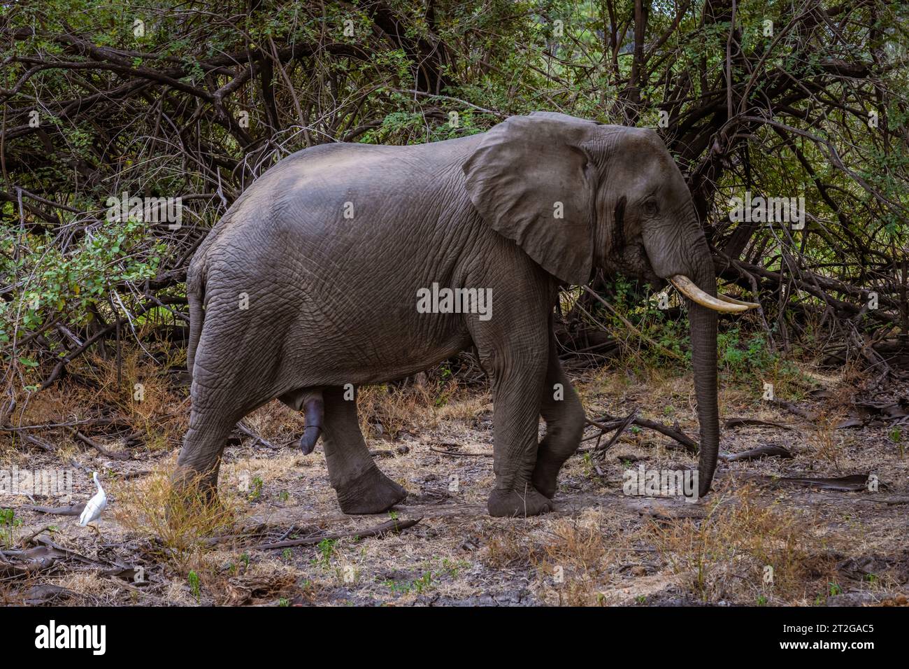 Elephant in the wild in Selous Game Reserve in Tanzania Stock Photo