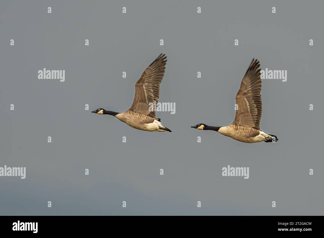 Canadian geese in formation flight over Richmond prak Stock Photo