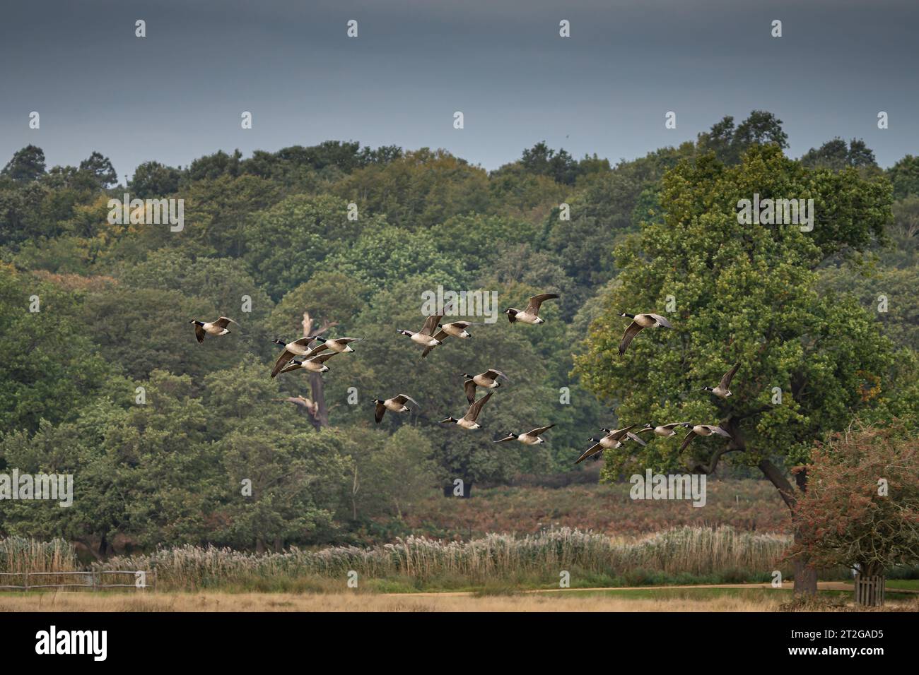 Canadian geese in formation flight over Richmond prak Stock Photo