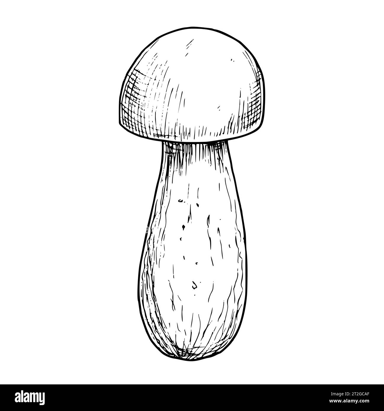 Porcini edible Mushroom. Hand drawn vector illustration of Boletus in