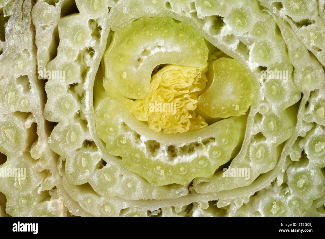 Cut celery stalks as background, macro view Stock Photo