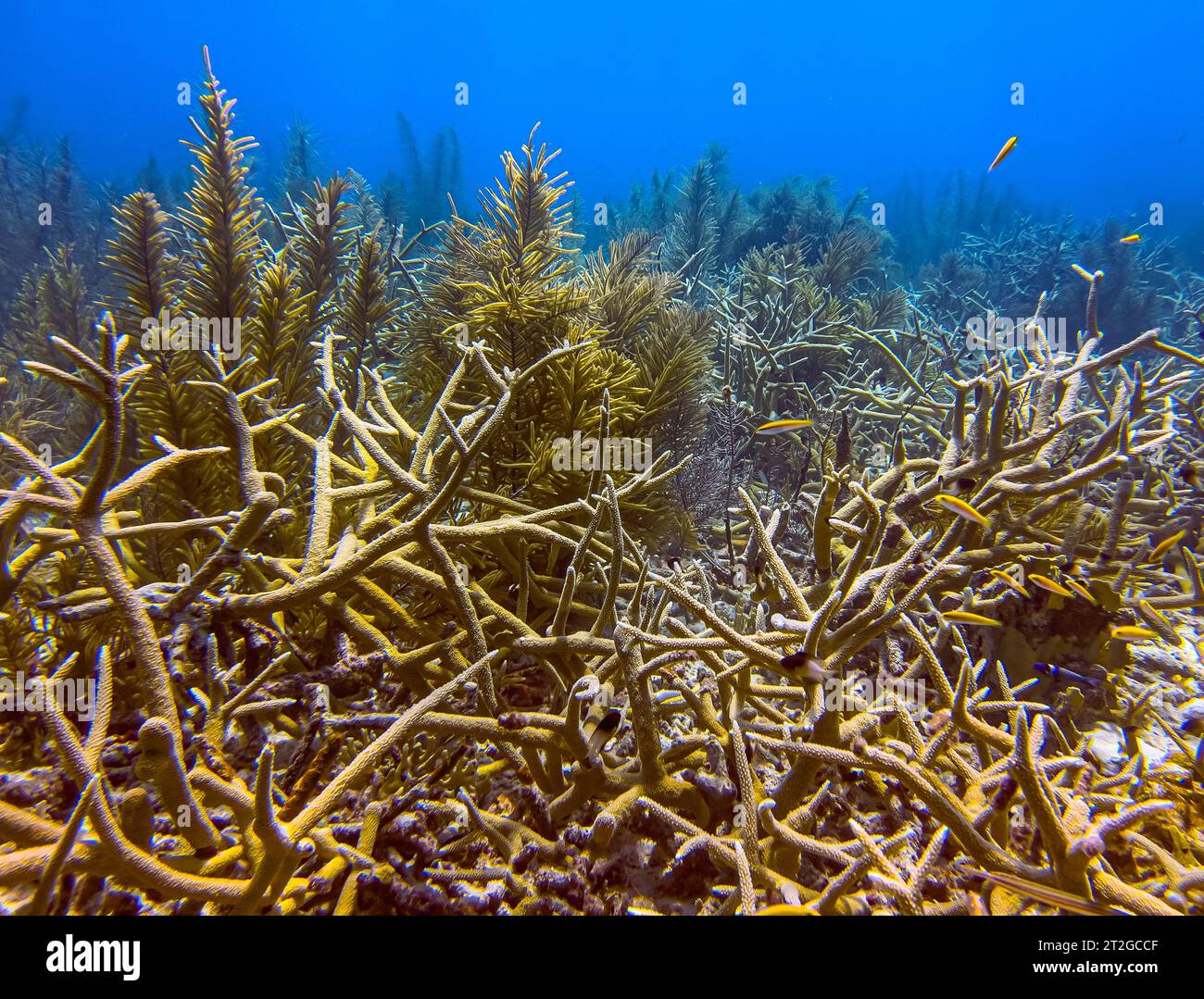 staghorn coral ,Acropora cervicornis is a branching, stony coral Stock Photo