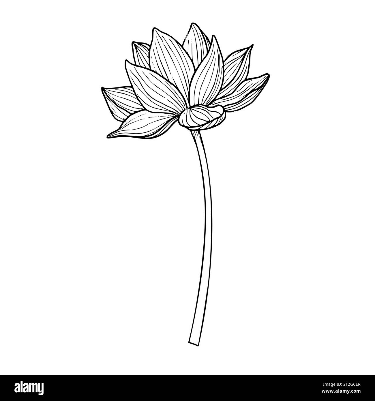 Lotus flower in line art style. Hand drawn vector illustration of asian