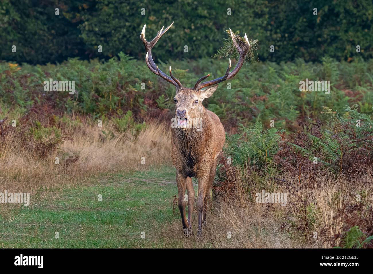 Red deer stag in Bushy Park Hampton hill London UK one early moring Stock Photo