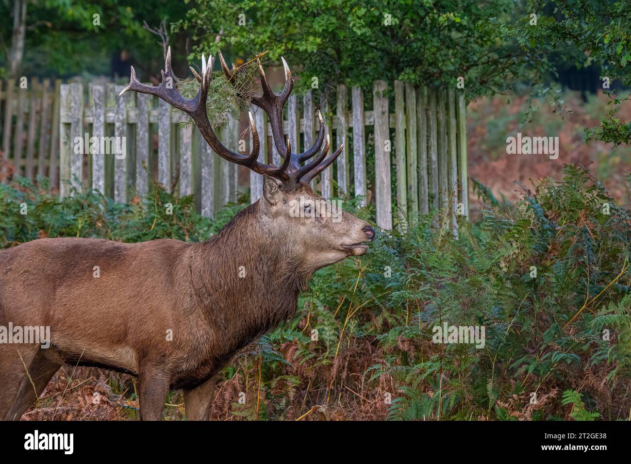 Red deer stag in Bushy Park Hampton hill London UK one early moring Stock Photo