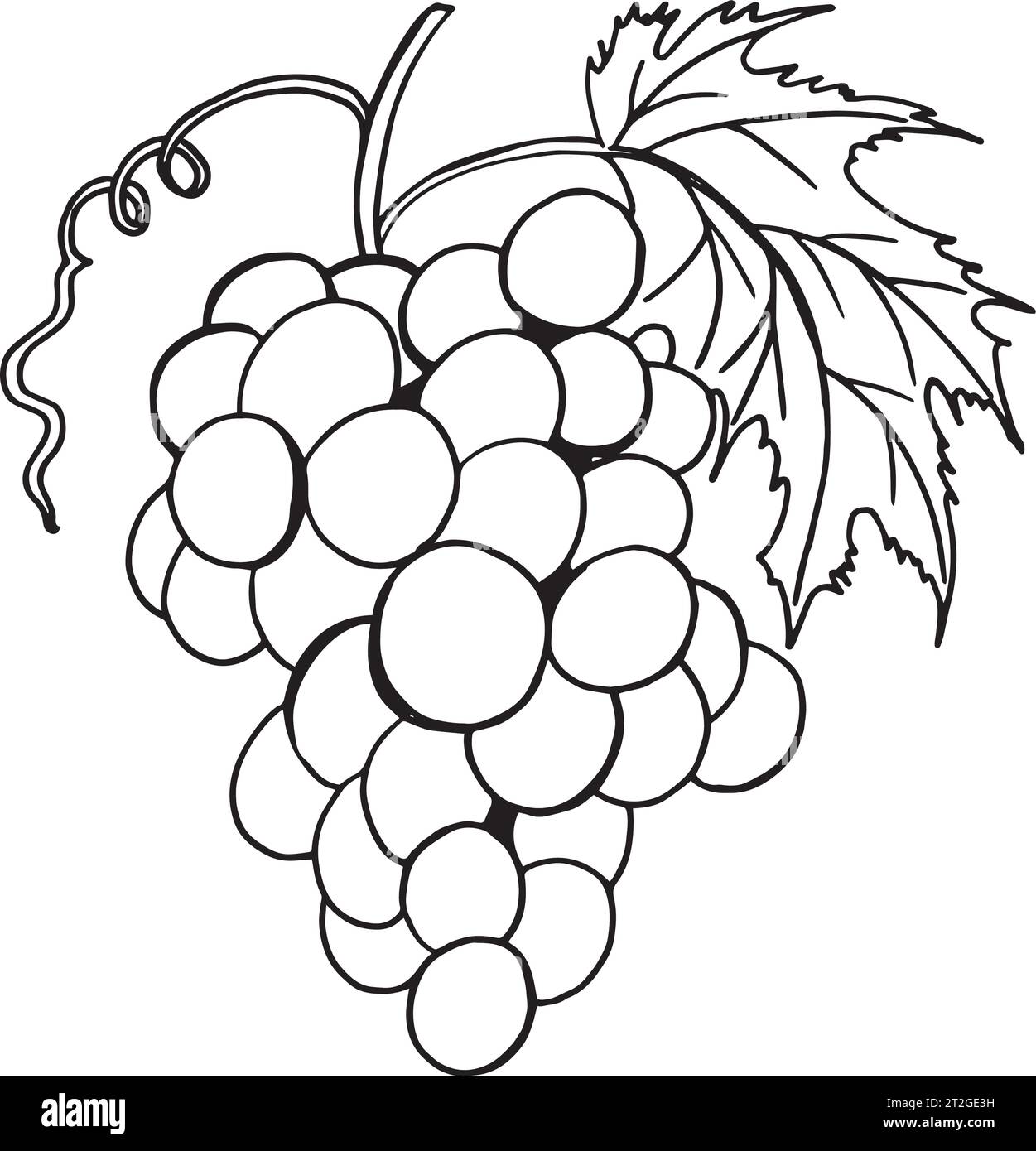 Hand Drawn Grapes Outline. Wine Vine Close Up Outline, Leaves, Berries 