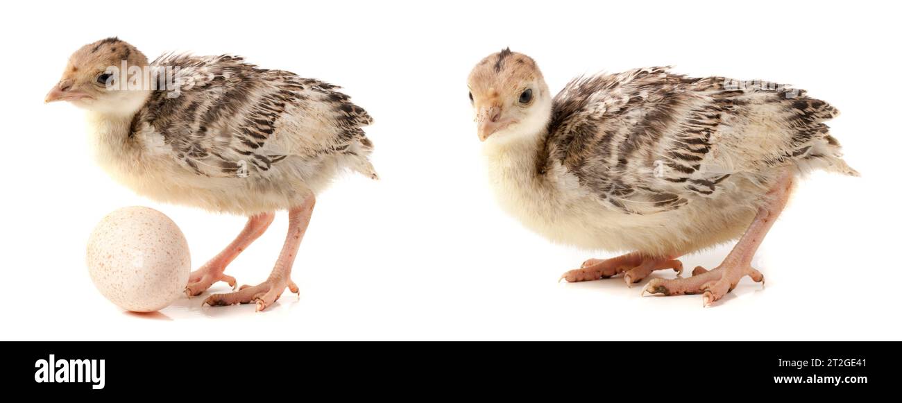 Chicken turkey with egg isolated on a white background Stock Photo