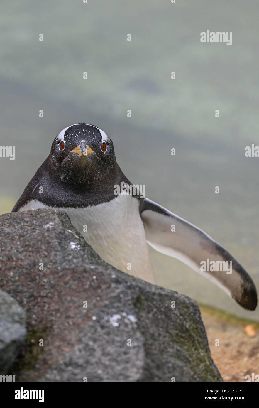 Penguins, Edinburgh Zoo Stock Photo - Alamy