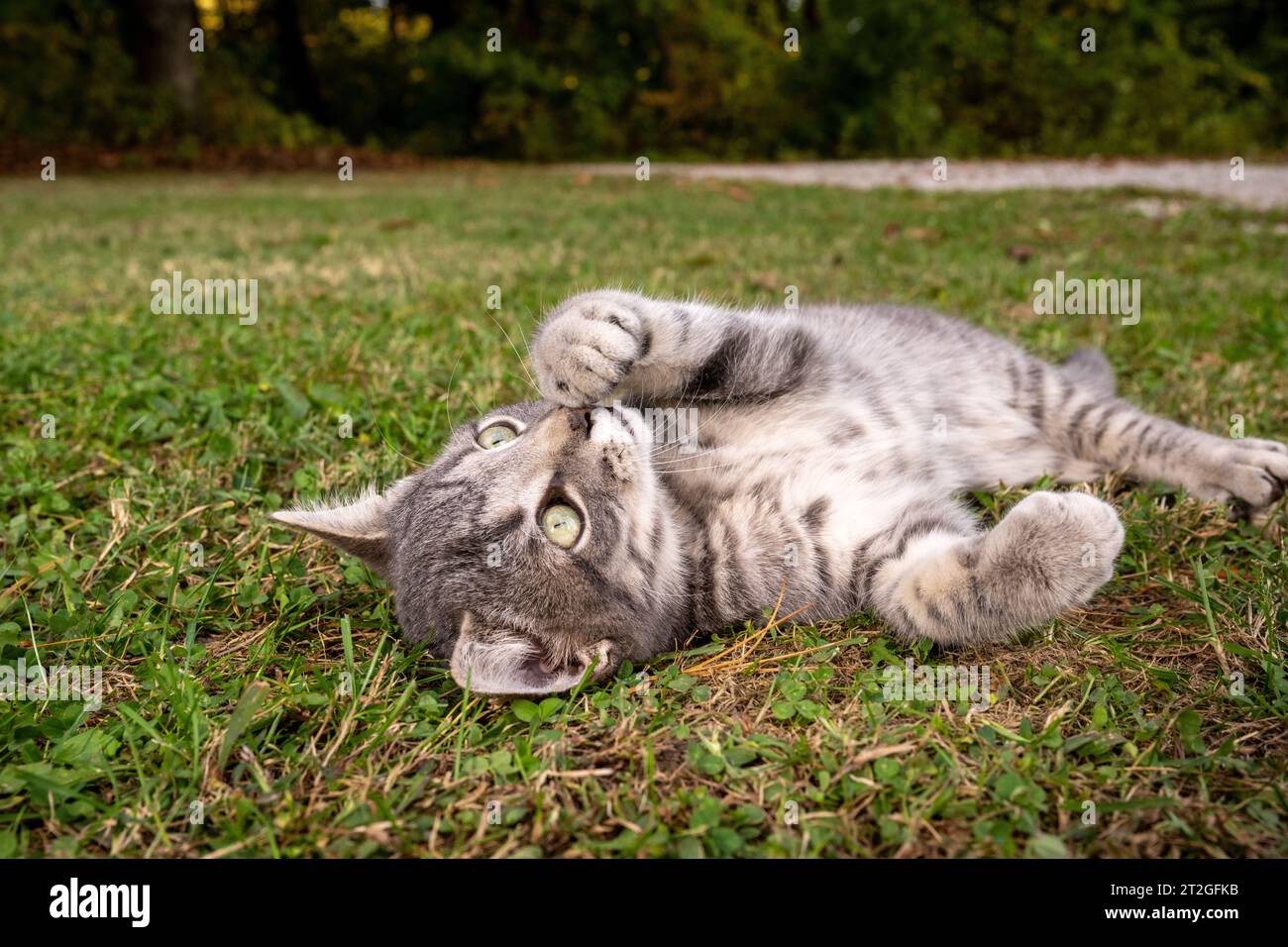 Cat playing in the grass Stock Photo - Alamy