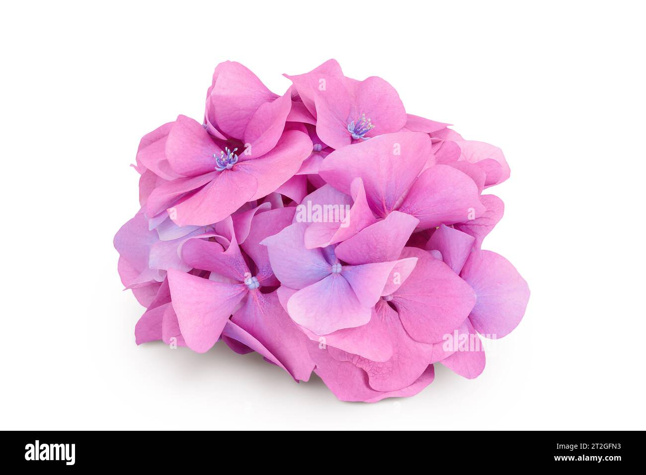 Pink Hydrangea flower isolated on white background Stock Photo - Alamy