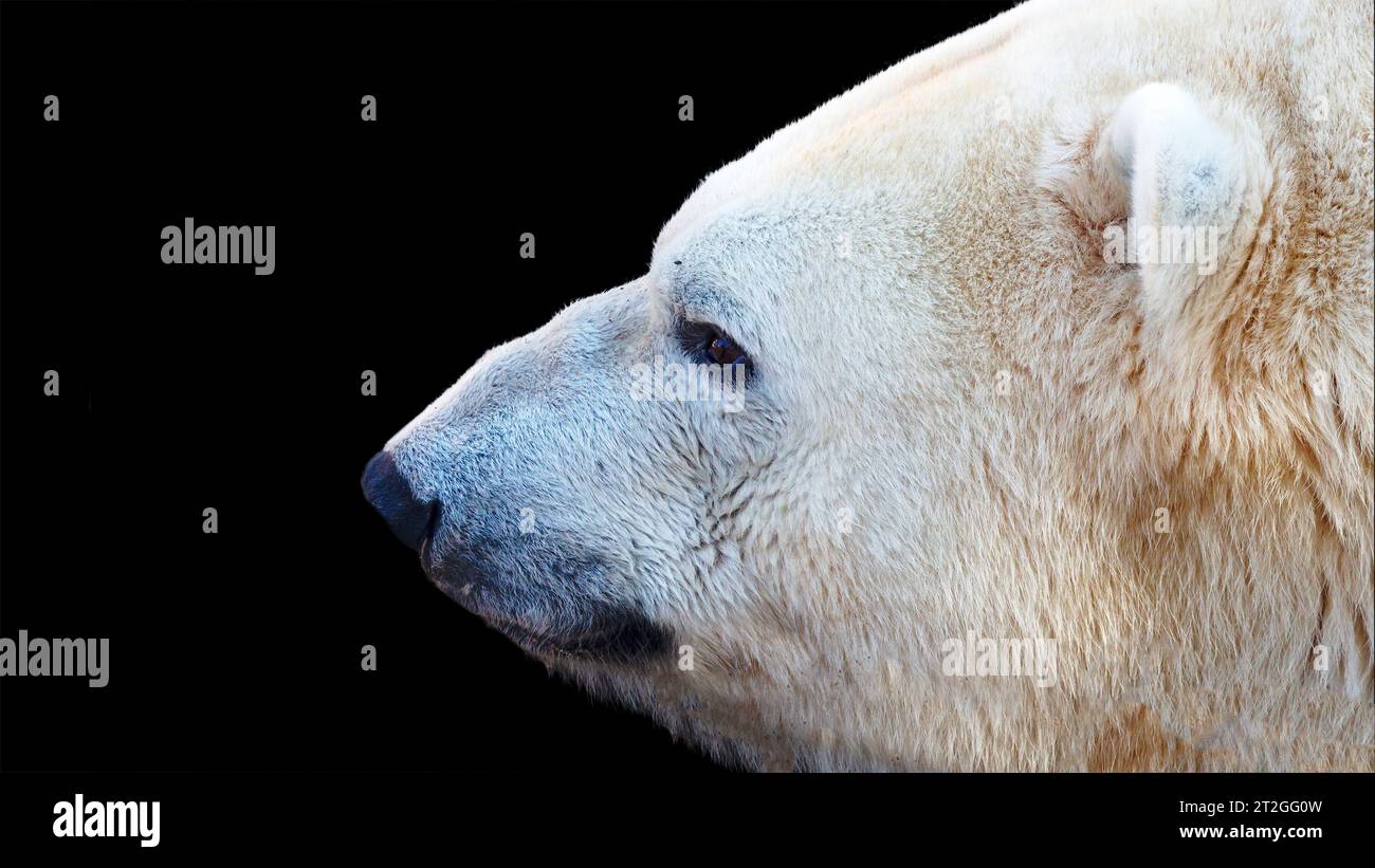 Close up portrait of a polar bear isolated on a black background Stock Photo