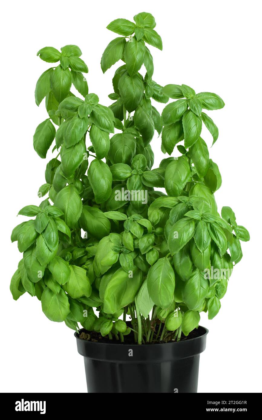 Green fresh basil in pot isolated on white background Stock Photo - Alamy