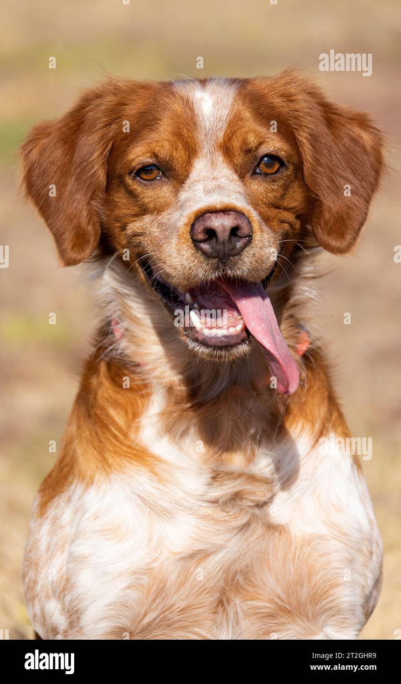 Chien Epagneul Breton CH. Ruby De Samy-duck, image size:816x1390