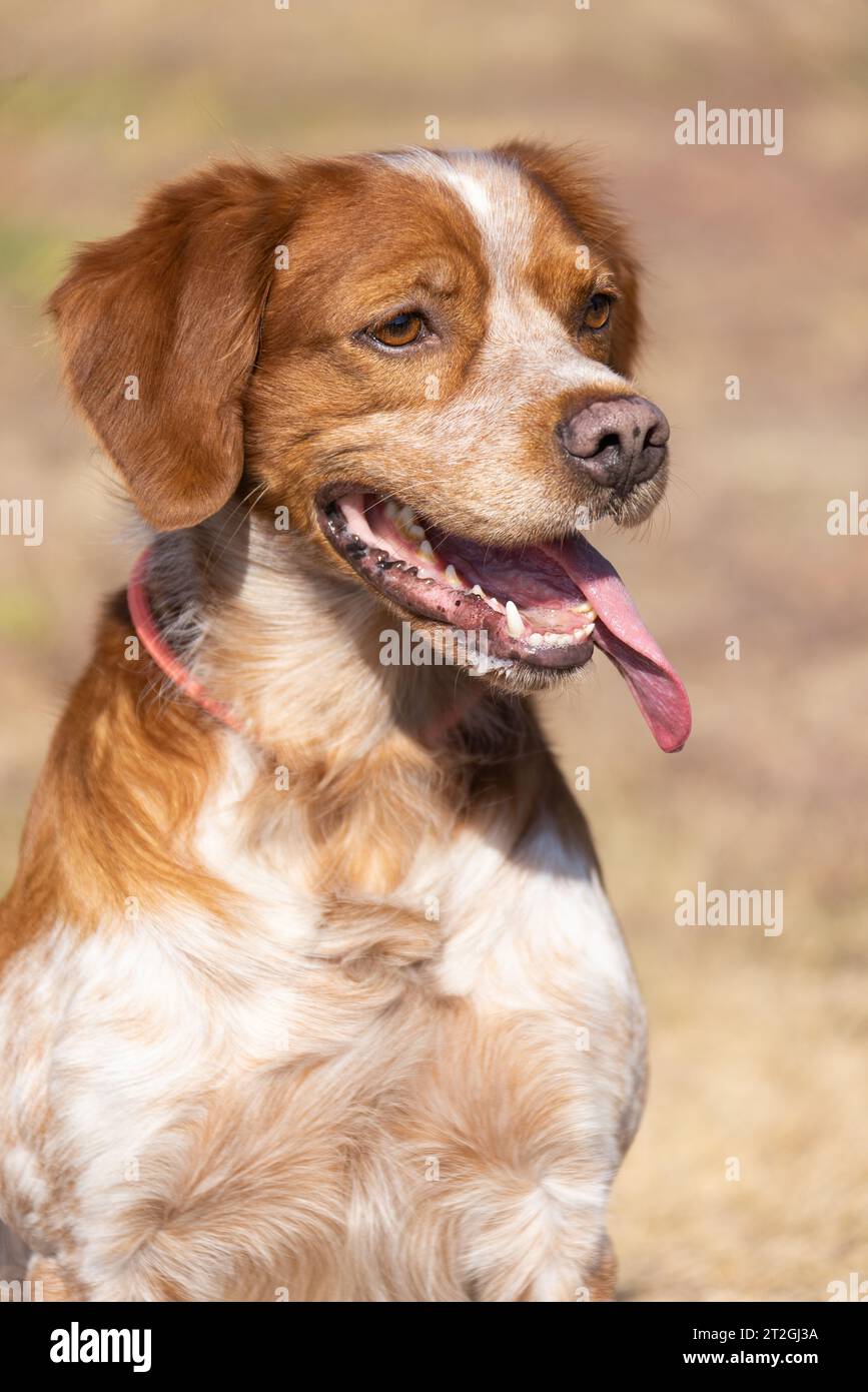 Brittany Epanel Breton portrait of dog in orange and white french posing with tongue hanging out and resting, running, lying in field in summer. Britt Stock Photo