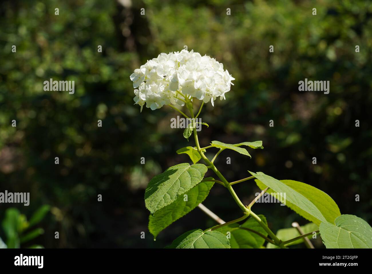 Hydrangea or commonly called Hortensia with white flowers in foreground. A detail of the inflorescence with green leaves around. Stock Photo