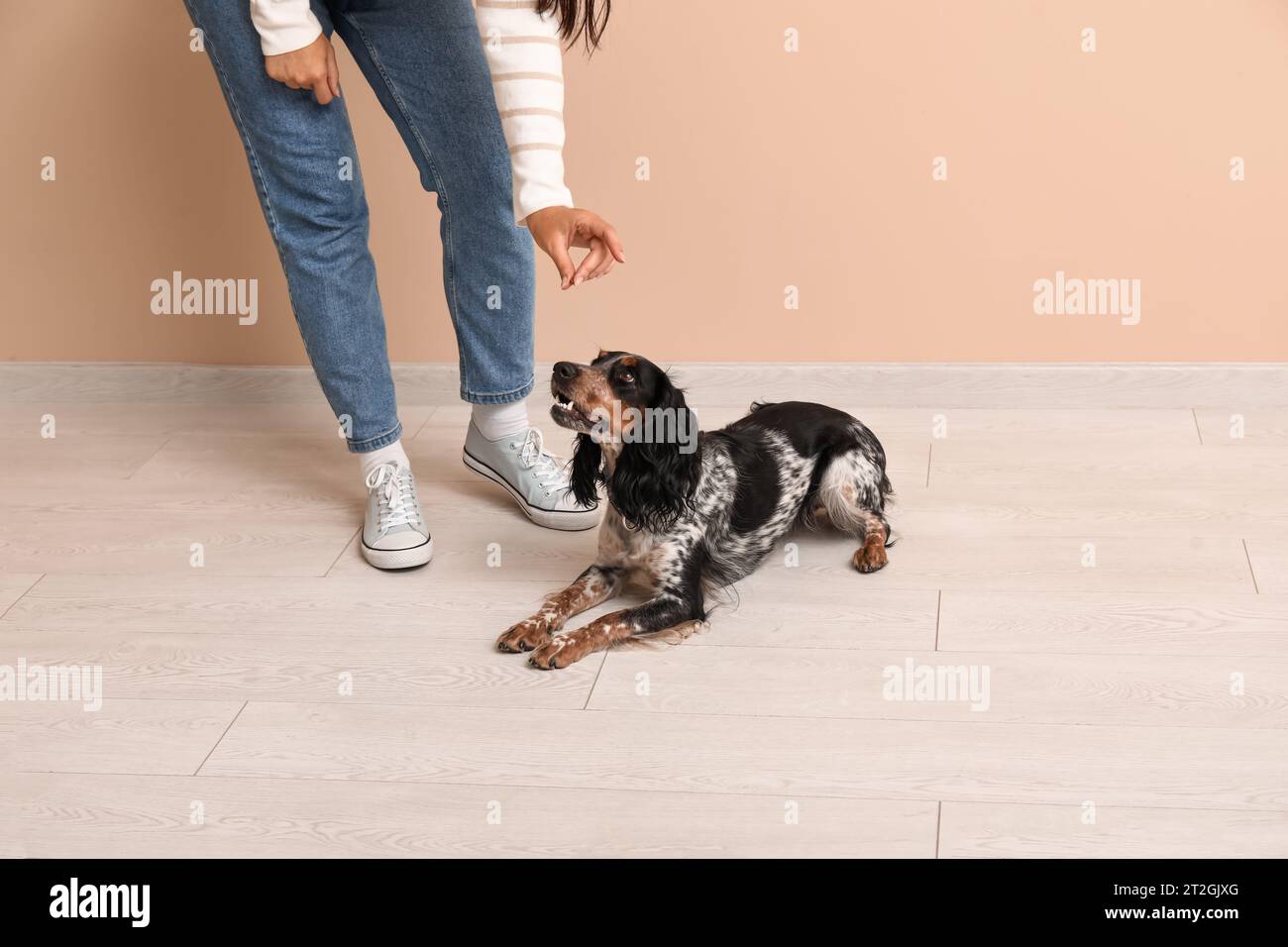 Animal handler and dog care home hi-res stock photography and images ...