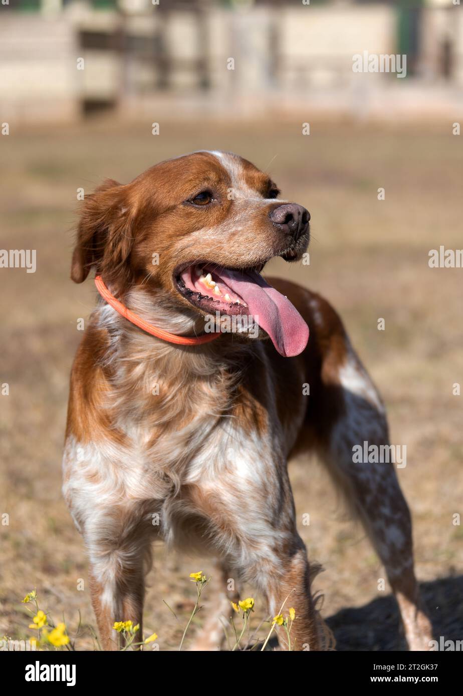 Brittany Epanel Breton portrait of dog in orange and white french posing with tongue hanging out and resting, running, lying in field in summer. Britt Stock Photo