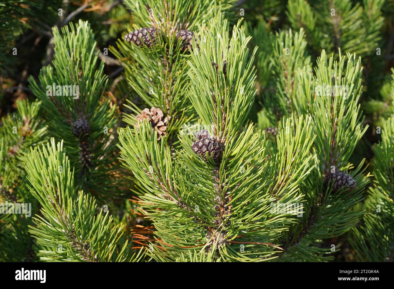 Pine tree branch  close up with fresh green needles and a small pinecone. Stock Photo
