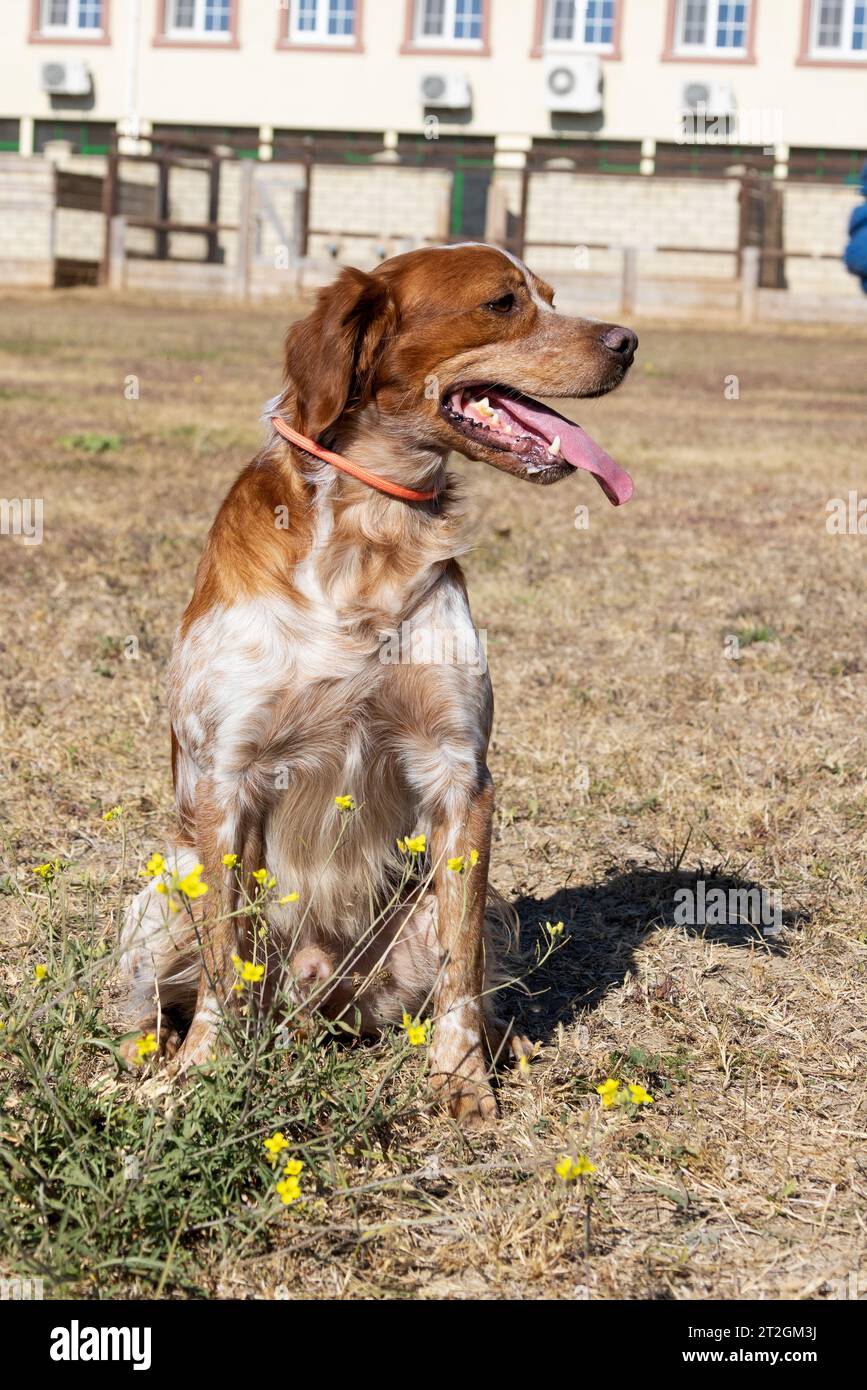 Chiens Moyens A–Z | Équilibre Idéal Taille \u0026 Caractère, image size:867x1390