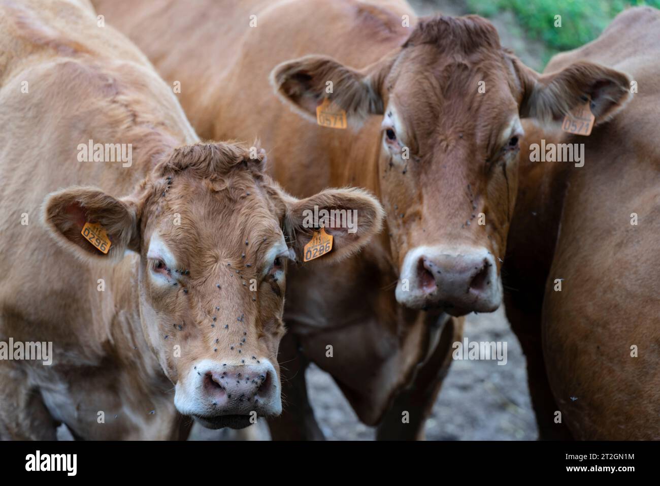 cow corral, Lazcano, Guipuzcoa, Basque country, Spain Stock Photo - Alamy