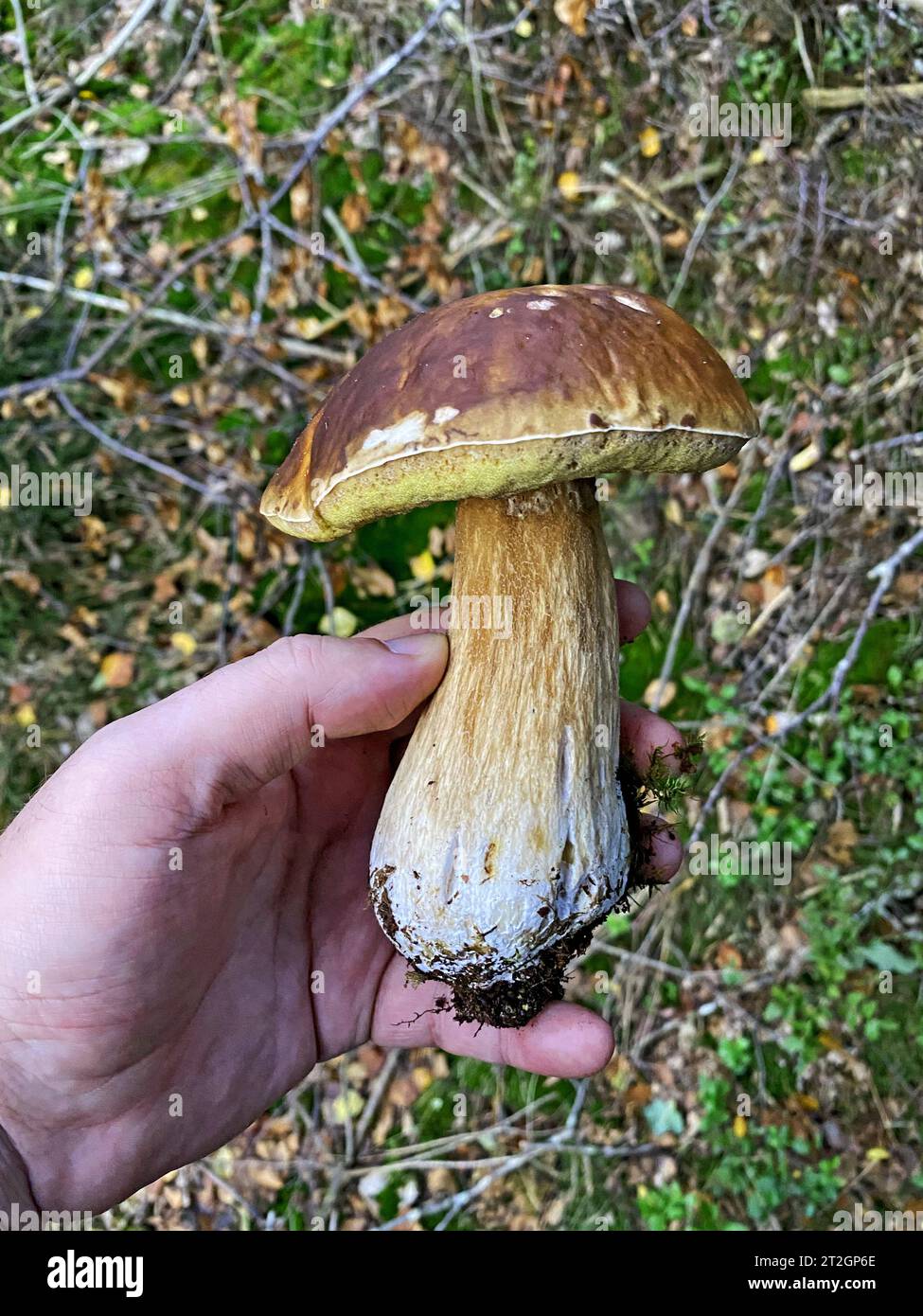 Man holding two wild forest mushrooms Stock Photo