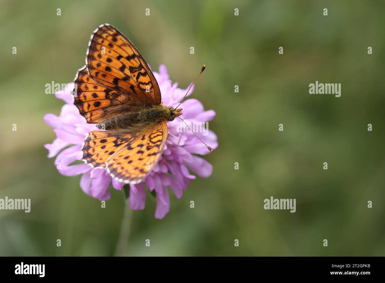 cranberry fritillary butterfly pollinating a purple scabiosa flower Stock Photo
