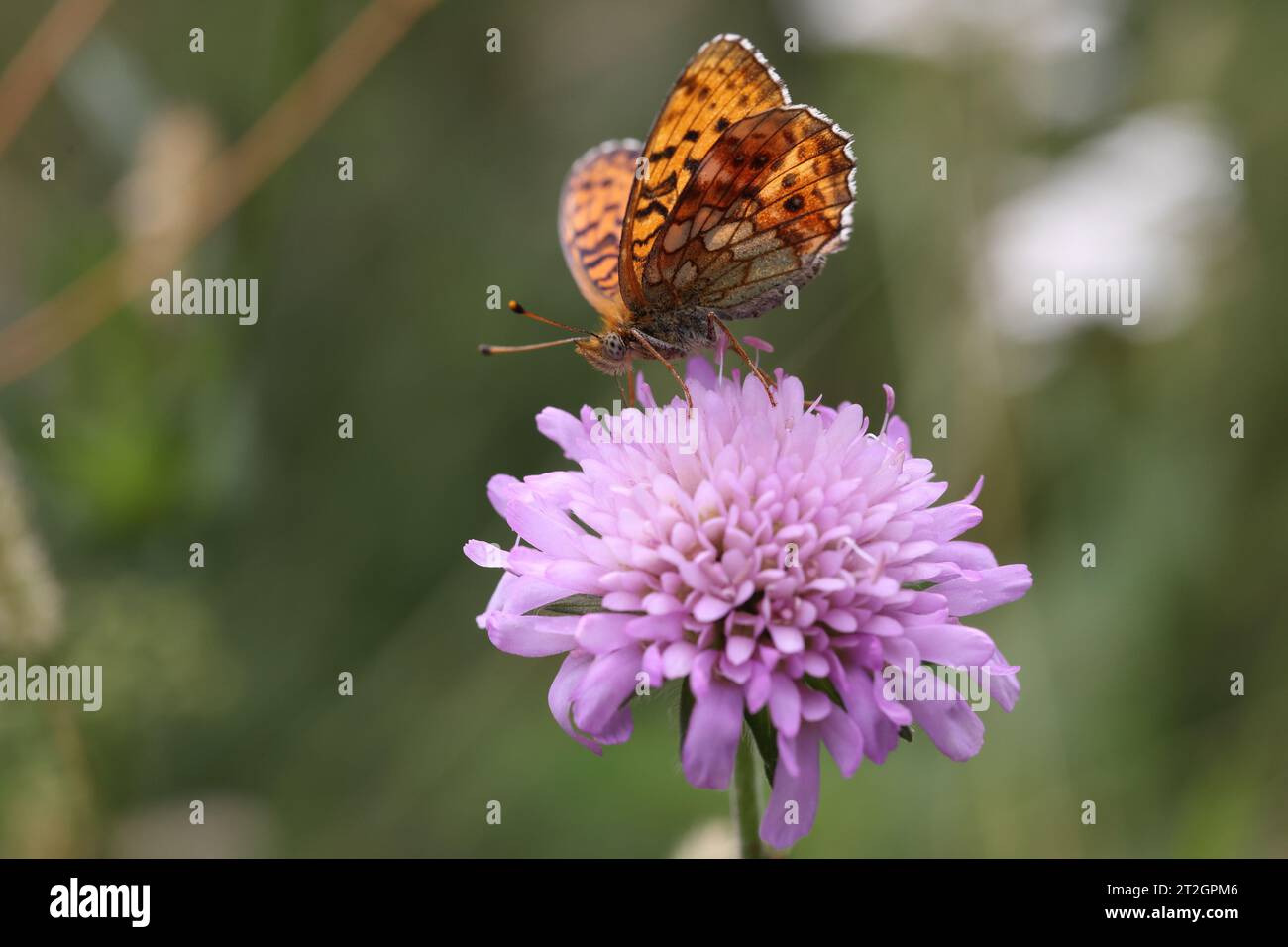 cranberry fritillary butterfly pollinating a purple scabiosa flower Stock Photo