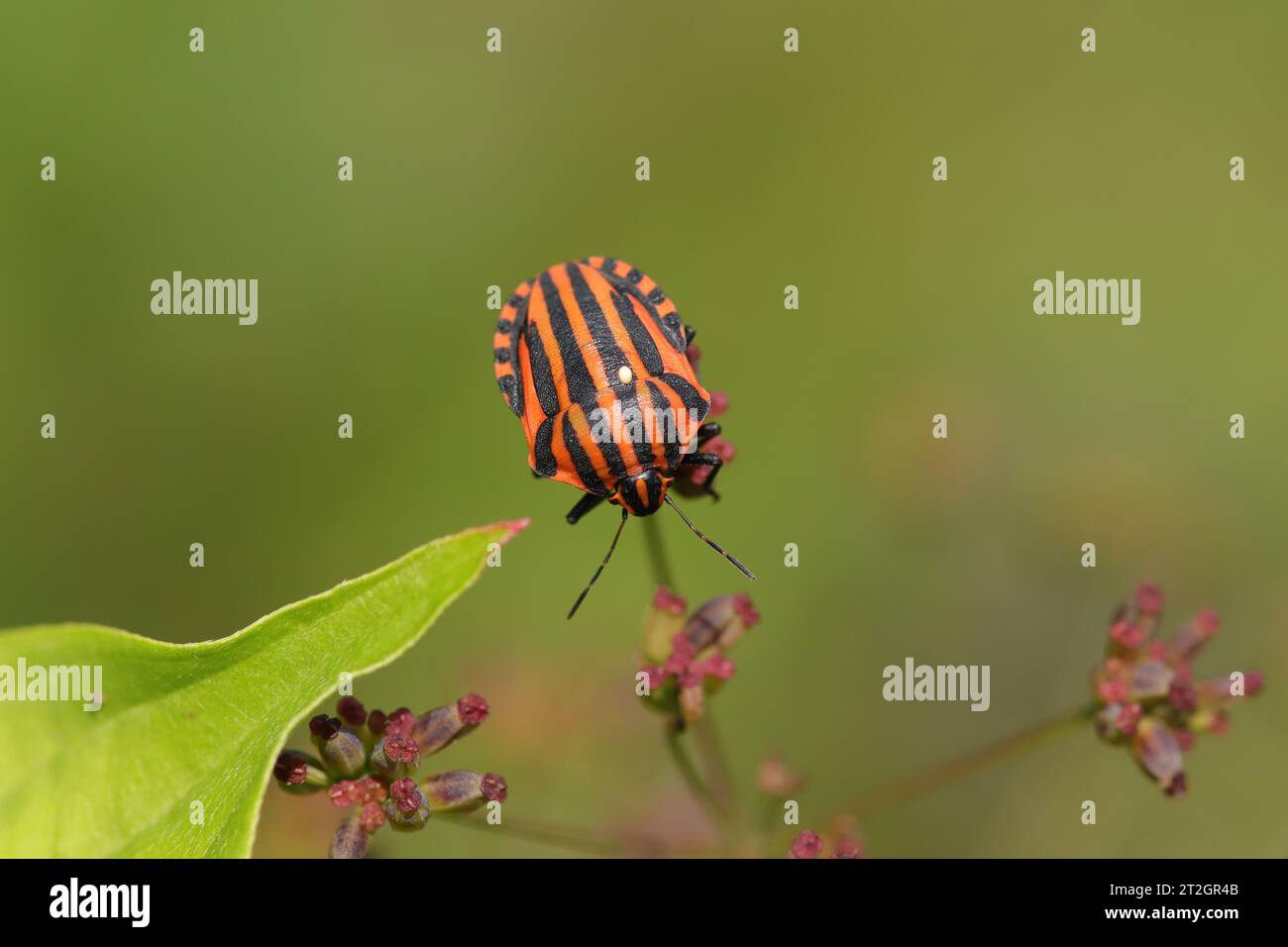 Punaise arlequin (Graphosoma lineatum) Graphosoma lineatum on an unidentified flower or plant Stock Photo