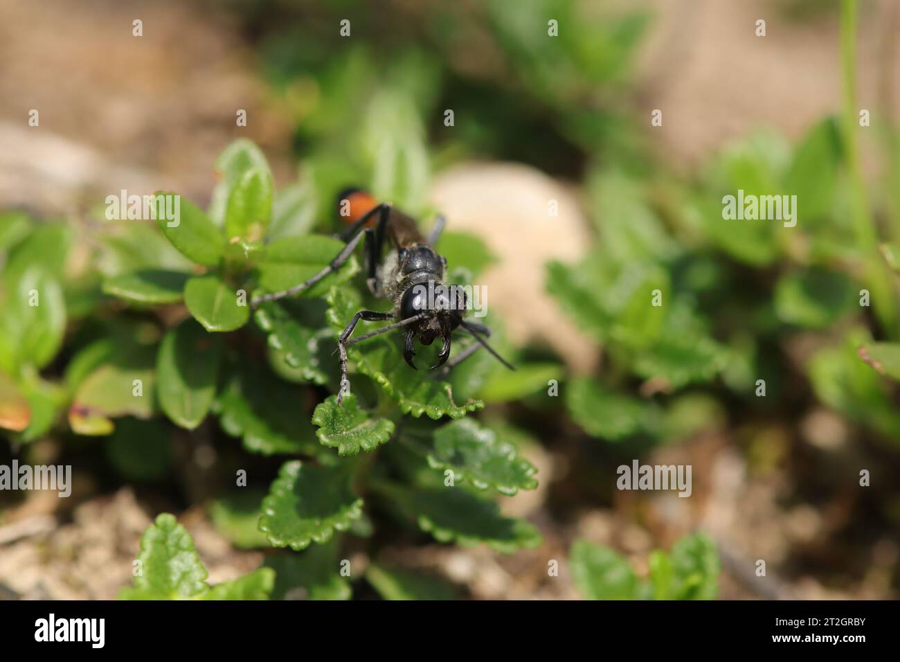 Ammophile des sables ammophila sabulosa hires stock photography and